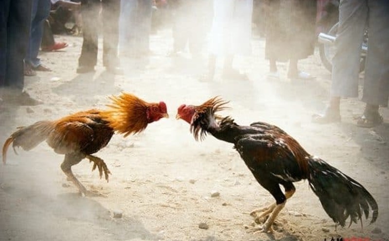 Da ga 88bet ty le cuoc